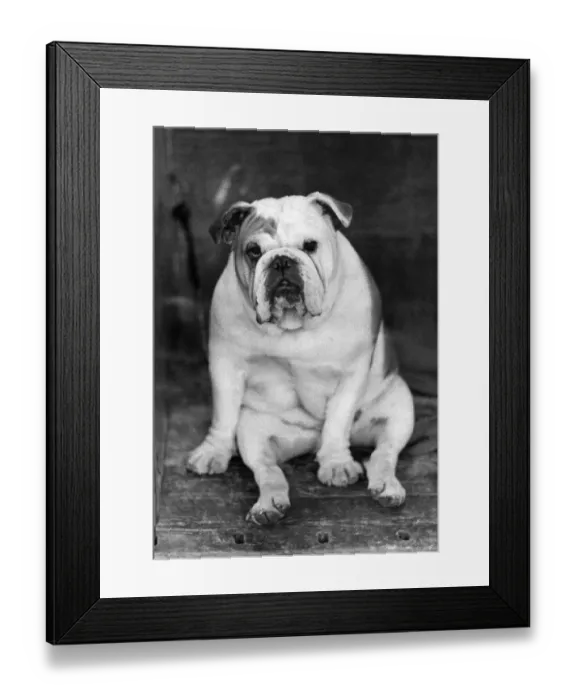 Framed Print : Animals: Dogs: One of the losers in the Open Dog Class of the Bull Dog section today Framed Print : Animals: Dogs: One of the losers in the Open Dog Class of the Bull Dog section today