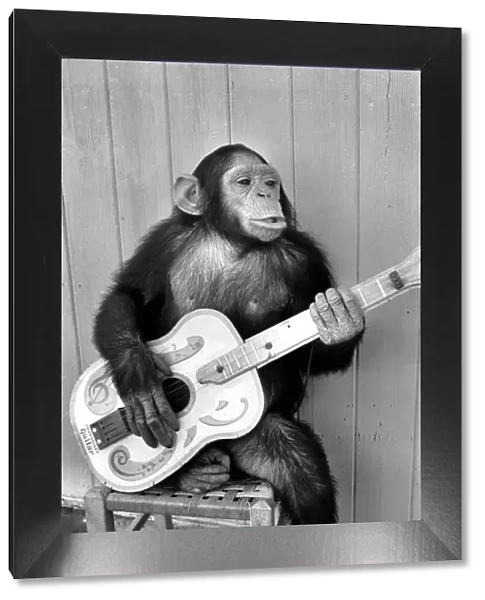 Animal: Humour: Playing: Monkey with Guitar. May 1974 74-3403a