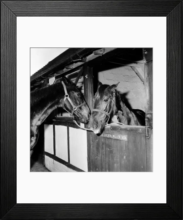Framed Print : Racehorse Golden Miller at his stables. c. 1952 Framed Print : Racehorse Golden Miller at his stables. c. 1952