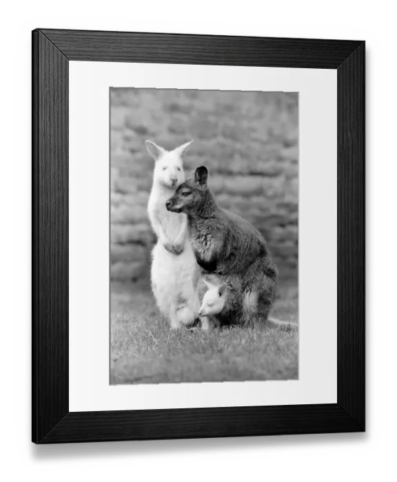 Framed Print : Snowdrop'has made her first appearance since she was born at Christmas Framed Print : Snowdrop'has made her first appearance since she was born at Christmas