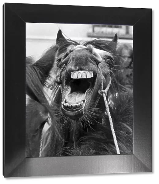 Horses: Laughing pony. May 1976 P002098