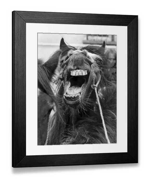 Framed Print : Horses: Laughing pony. May 1976 P002098 Framed Print : Horses: Laughing pony. May 1976 P002098