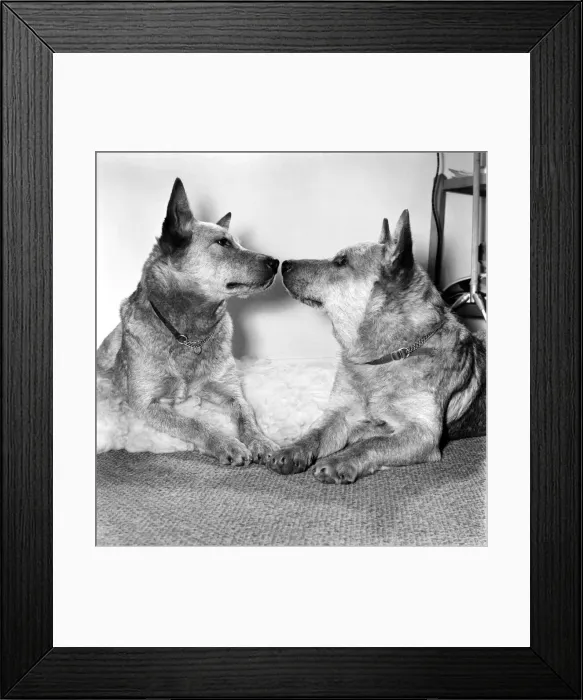 Framed Print : Animals: Dogs: History will be made at the Crufts dog show this year when Framed Print : Animals: Dogs: History will be made at the Crufts dog show this year when
