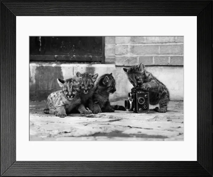 Framed Print : Puma cubs at Calder Park Zoo, one with a camera. 11th July 1973 Framed Print : Puma cubs at Calder Park Zoo, one with a camera. 11th July 1973