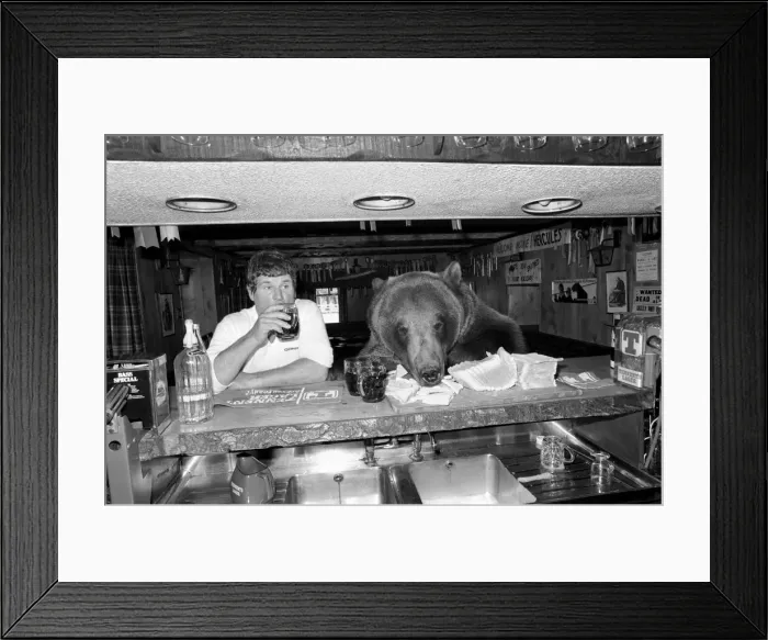 Framed Print : Hercules: The Bear. October 1980 80-5194-009 Framed Print : Hercules: The Bear. October 1980 80-5194-009