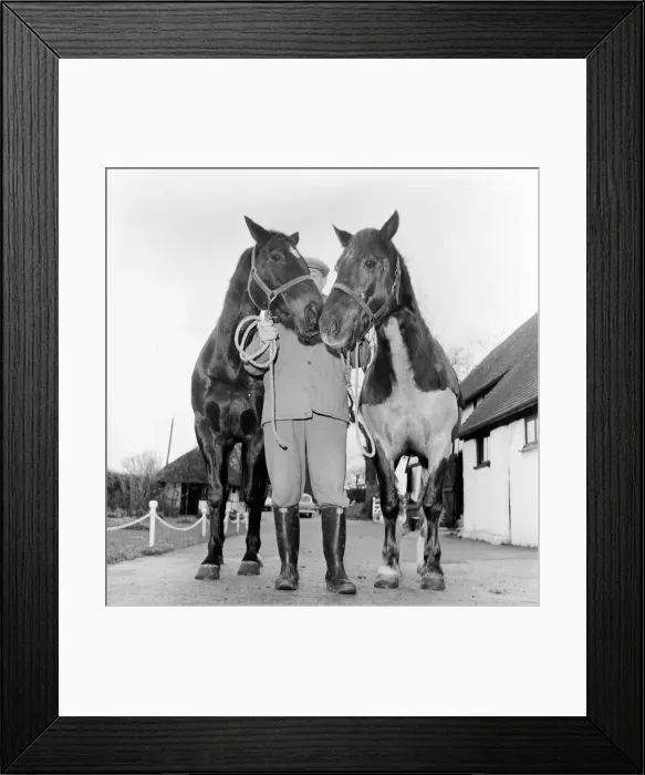 Framed Print : Racehorse Golden Miller at his stables. c. 1952 Framed Print : Racehorse Golden Miller at his stables. c. 1952