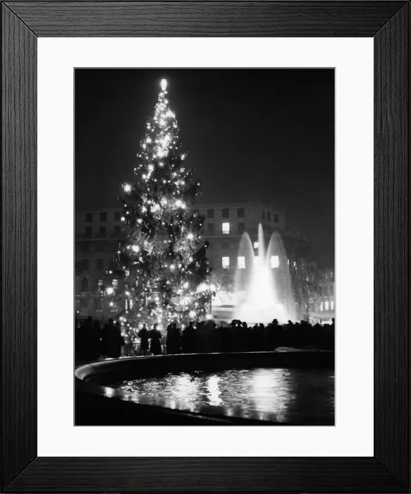 Framed Print : A 56 foot Christmas tree in Trafalgar Square given to Londoners by the people of Oslo Framed Print : A 56 foot Christmas tree in Trafalgar Square given to Londoners by the people of Oslo