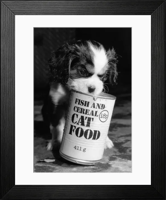 Framed Print : Spaniel puppy with a can of cat food. 11th August 1985 Framed Print : Spaniel puppy with a can of cat food. 11th August 1985