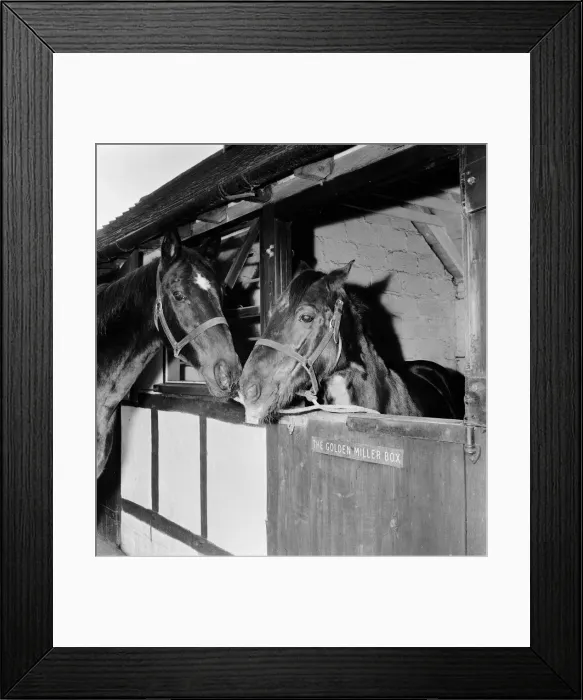 Framed Print : Racehorse Golden Miller at his stables. c. 1952 Framed Print : Racehorse Golden Miller at his stables. c. 1952