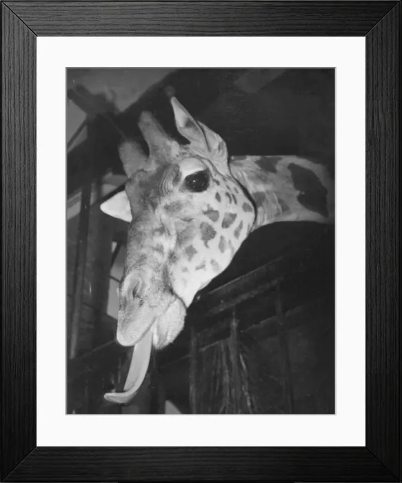 Framed Print : Judy the giraffe seen here in her stables at Bristol Zoo 1st December 1952 Framed Print : Judy the giraffe seen here in her stables at Bristol Zoo 1st December 1952