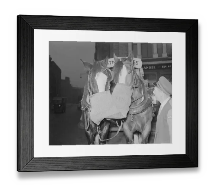 Framed Print : Watney Brewery heavy horses seen here taking a well earnt break whilst delivering beer Framed Print : Watney Brewery heavy horses seen here taking a well earnt break whilst delivering beer