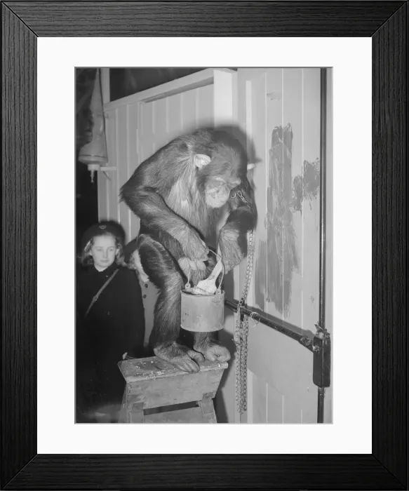 Framed Print : Can You Tell What It Is Yet?'as So So the London Zoo chimpaneze decides that
