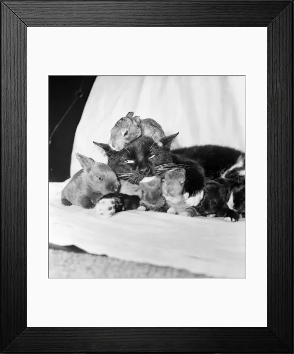 Framed Print : Beckie the cat who was bought from a street market for 7  /  6 last year has taken over a