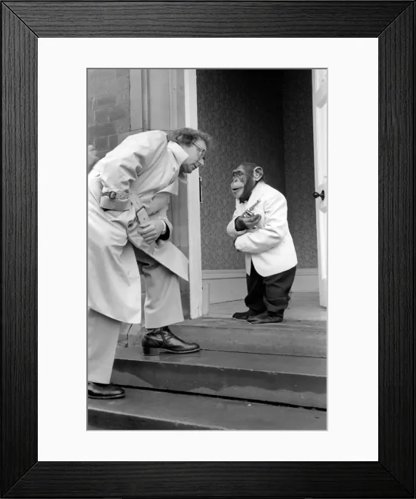 Framed Print : Animals: Monkeys: Bill Marshall has tea with the Brook Bond chimps at Twycross Zoo