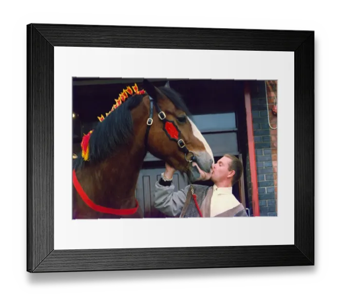 Framed Print : Paul Gascoigne (Gazza) with one of Newcastle Breweries Dray Horses Framed Print : Paul Gascoigne (Gazza) with one of Newcastle Breweries Dray Horses