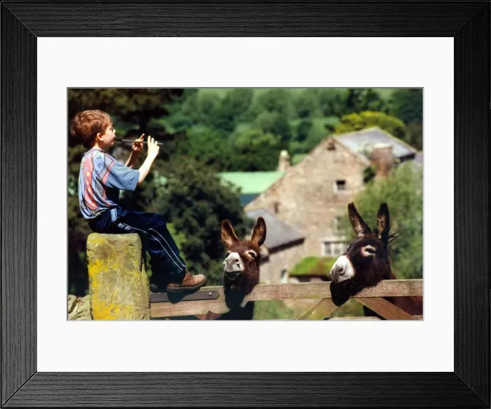 Framed Print : Oliver Jackson, 11, from Hexham plays the penny whistle to the animals in June 1998 Framed Print : Oliver Jackson, 11, from Hexham plays the penny whistle to the animals in June 1998