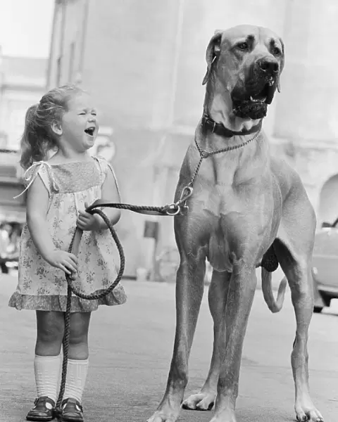 Great Dane called Hermie is a big dog and is often taken for walks by three year old Emma