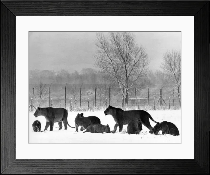 Framed Print : Some of the lions in the snow at Lambton Pleasure Park in January 1977 Framed Print : Some of the lions in the snow at Lambton Pleasure Park in January 1977