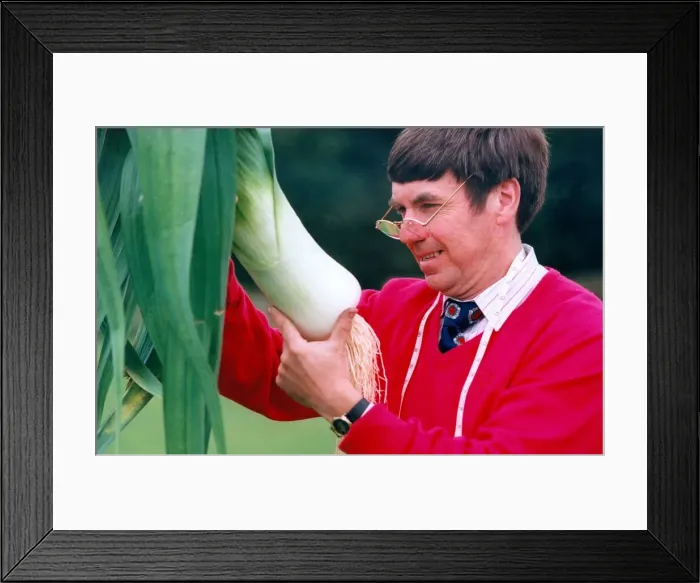 Framed Print : The Leek Show at Beamish Museum and judge Dennis Ash inspect one of the entries in Framed Print : The Leek Show at Beamish Museum and judge Dennis Ash inspect one of the entries in