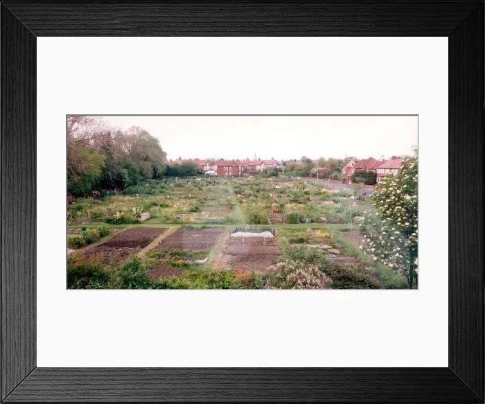 Framed Print : Some well cared for allotments on Rectory Road in Gateshead in July 1995 Framed Print : Some well cared for allotments on Rectory Road in Gateshead in July 1995