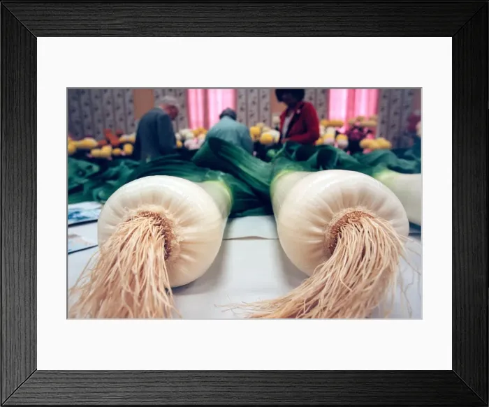 Framed Print : One of the many leek and flower shows that take place in the North East in September 1998 Framed Print : One of the many leek and flower shows that take place in the North East in September 1998