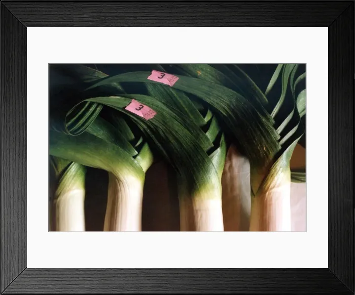 Framed Print : A general picture of a gigantic prize winning leek in September 1990