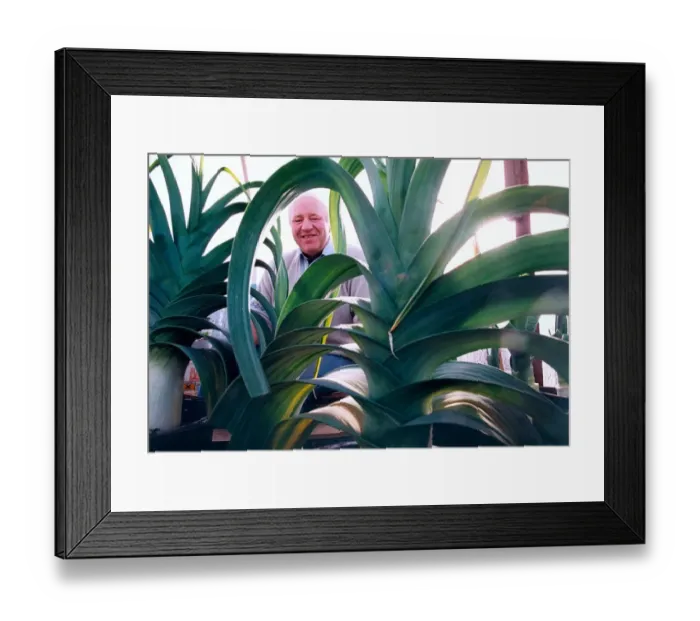 Framed Print : Ernie Lightfoot chairman of the National Pot Leek Society with his prize leeks in October
