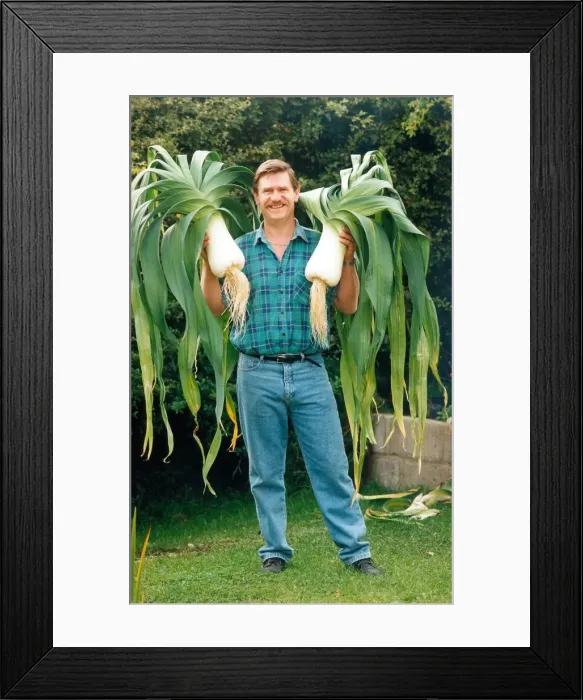 Framed Print : Les Waugh and his gian champion leeks in September 1994 Framed Print : Les Waugh and his gian champion leeks in September 1994