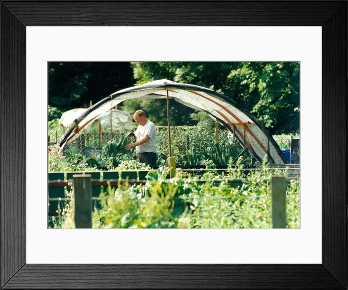 Framed Print : A gardener working with his prize leeks on his allotment in August 1996 Framed Print : A gardener working with his prize leeks on his allotment in August 1996