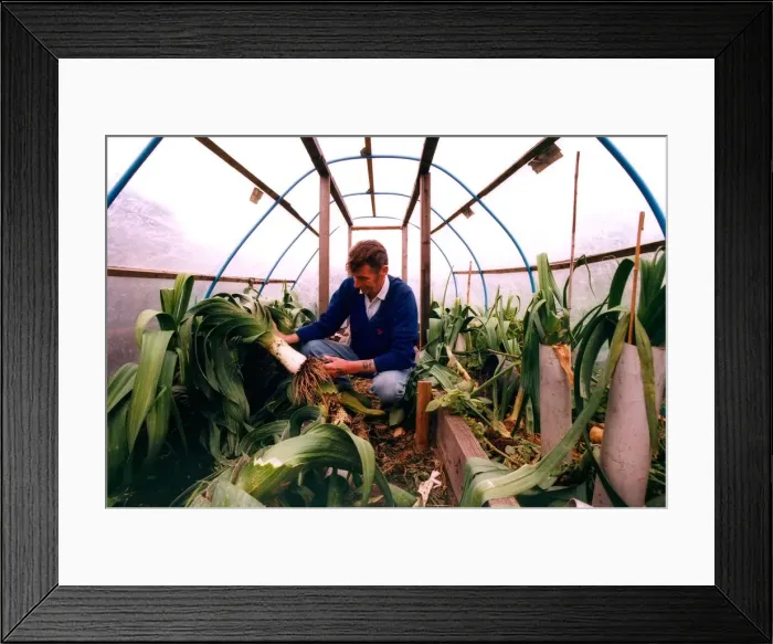 Framed Print : Mel Daglish in South Moor whos championship leeks have been slashed in his allotment in Framed Print : Mel Daglish in South Moor whos championship leeks have been slashed in his allotment in