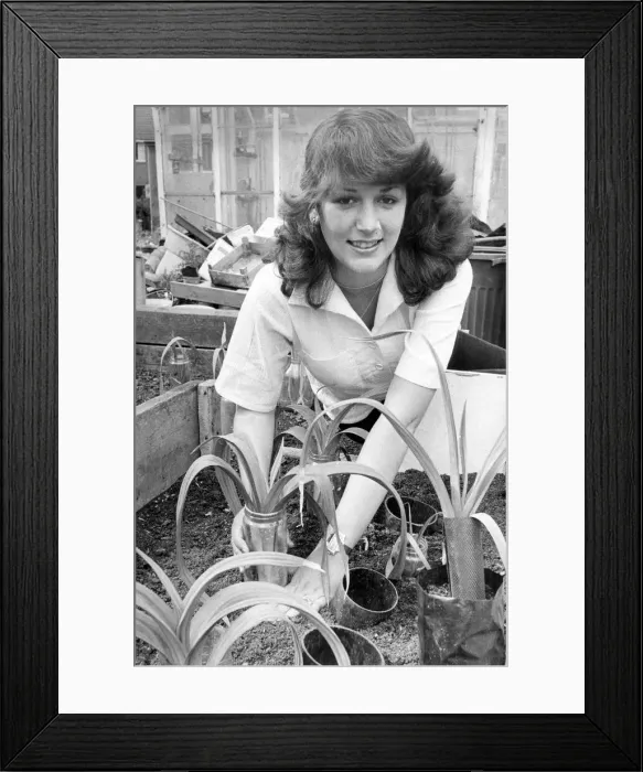 Framed Print : Sandra Hewison is a founder member of the Boldon Colliery Ladies Leek Club in June 1979 Framed Print : Sandra Hewison is a founder member of the Boldon Colliery Ladies Leek Club in June 1979
