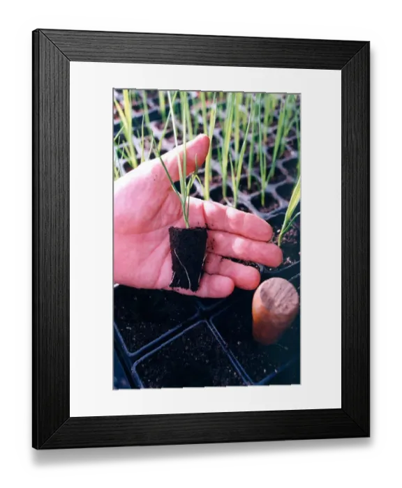 Framed Print : What a giant prize leek starts off like in November 1996 Framed Print : What a giant prize leek starts off like in November 1996