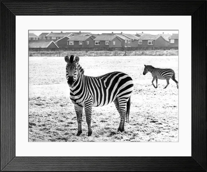 Framed Print : Zebras in the snow at Lambton Pleasure Park in January 1978 Framed Print : Zebras in the snow at Lambton Pleasure Park in January 1978