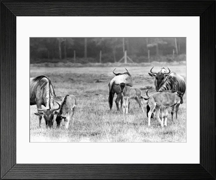 Framed Print : A small herd of Wildebeest at Lambton Pleasure Park in September 1977 Framed Print : A small herd of Wildebeest at Lambton Pleasure Park in September 1977