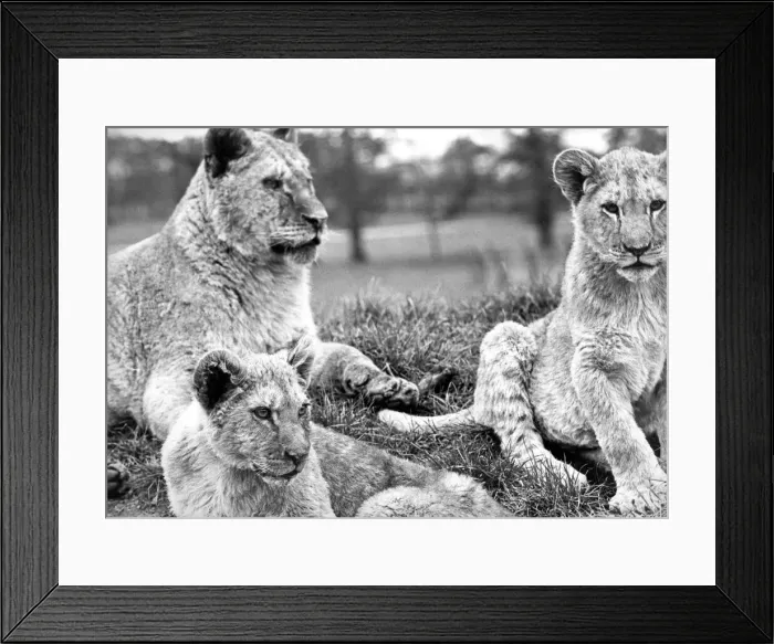 Framed Print : Some of the lions at Lambton Pleasure Park in April 1978