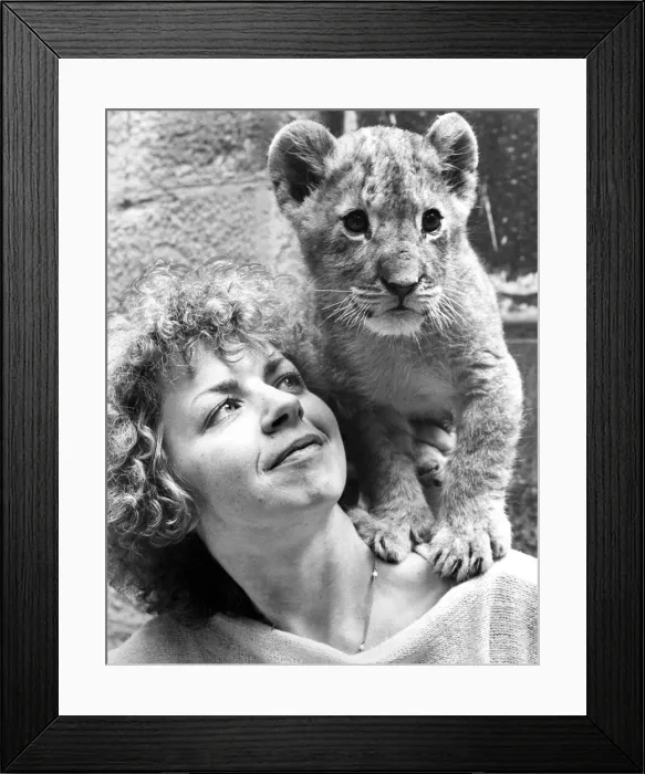 Framed Print : Marbles the lion cub being looked after by Denise Hammond at Lambton Pleasure Park in Framed Print : Marbles the lion cub being looked after by Denise Hammond at Lambton Pleasure Park in