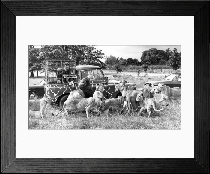 Framed Print : Feeding tiem and David Dunn protected by a cage aboard a Land Rover throws meat to Framed Print : Feeding tiem and David Dunn protected by a cage aboard a Land Rover throws meat to
