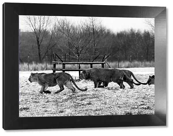 Lions running round in the snow at Lambton Pleasure Park in July 1978