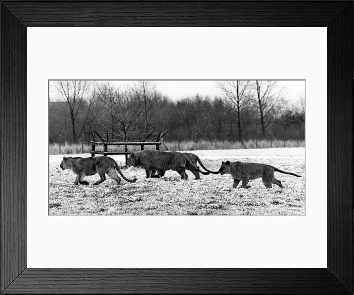 Framed Print : Lions running round in the snow at Lambton Pleasure Park in July 1978 Framed Print : Lions running round in the snow at Lambton Pleasure Park in July 1978