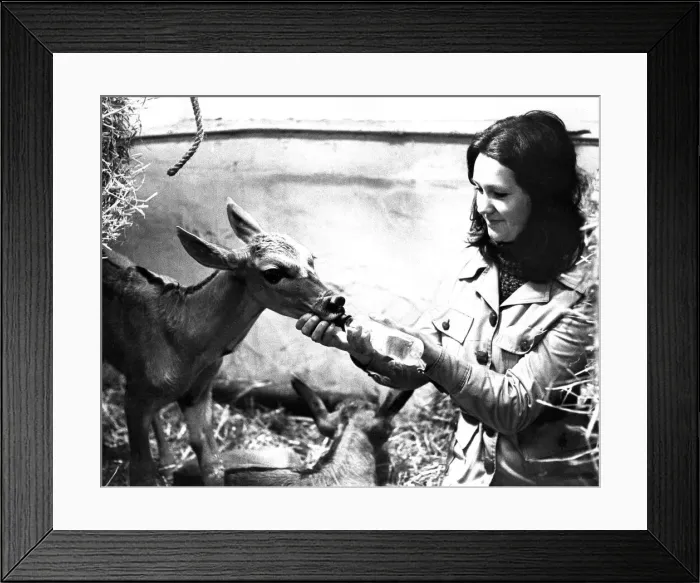 Framed Print : Feeding time is fun at Pets Corner at Lambton Pleasure Park in April 1974