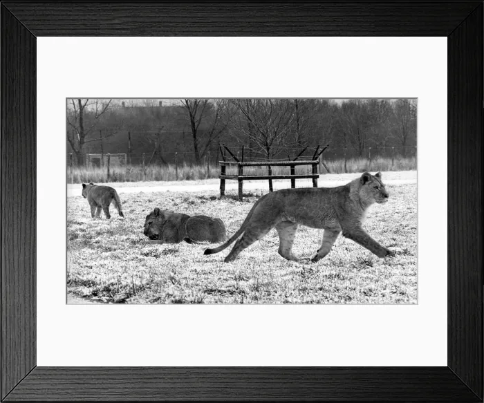 Framed Print : Some of the lions at Lambton Pleasure Park in January 1978