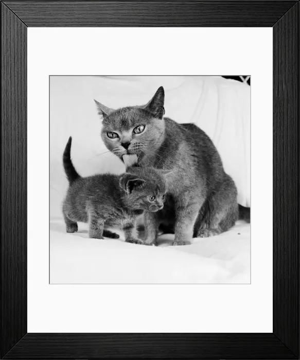 Framed Print : A mother cat licking her young kitten clean with her tongue. 27th July 1984 Framed Print : A mother cat licking her young kitten clean with her tongue. 27th July 1984