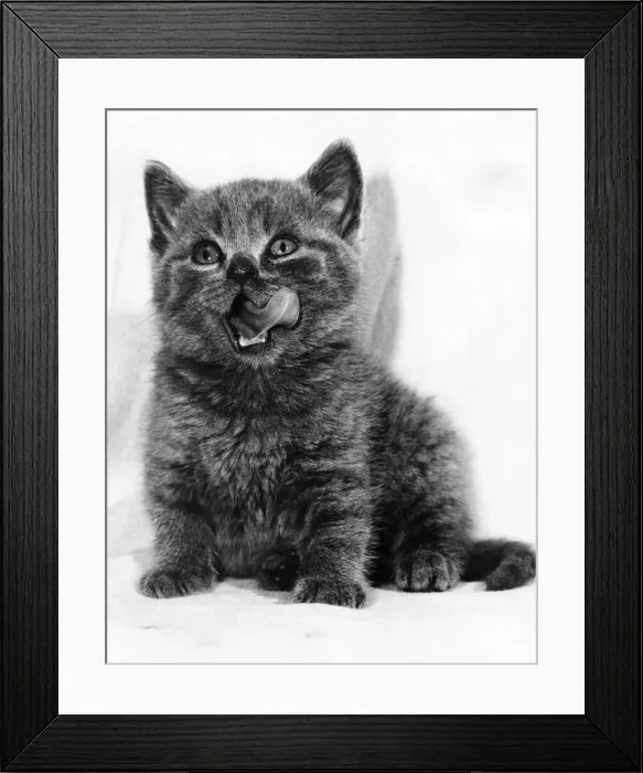 Framed Print : Animals: Cats: Rosie the Rude Cat, that has a habit of putting her tongue out Framed Print : Animals: Cats: Rosie the Rude Cat, that has a habit of putting her tongue out