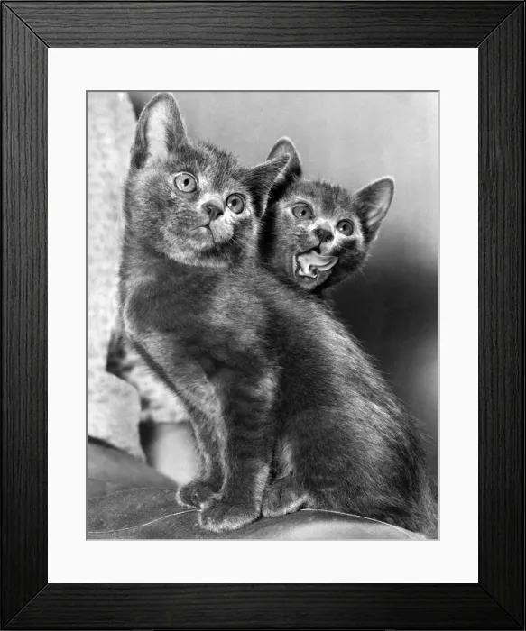 Framed Print : These three wide eyed Kittens are among the first of their breed to be born in this