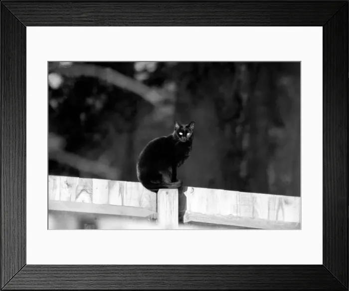 Framed Print : Cat on fence. LF08-16-051 Framed Print : Cat on fence. LF08-16-051