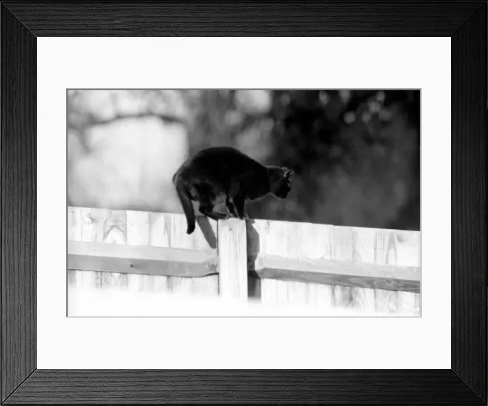 Framed Print : Cat on fence. 1982 LF08-16-049 Framed Print : Cat on fence. 1982 LF08-16-049