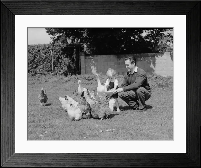 Framed Print : Actor Richard Todd feeding the chickens with his son Peter at home Framed Print : Actor Richard Todd feeding the chickens with his son Peter at home