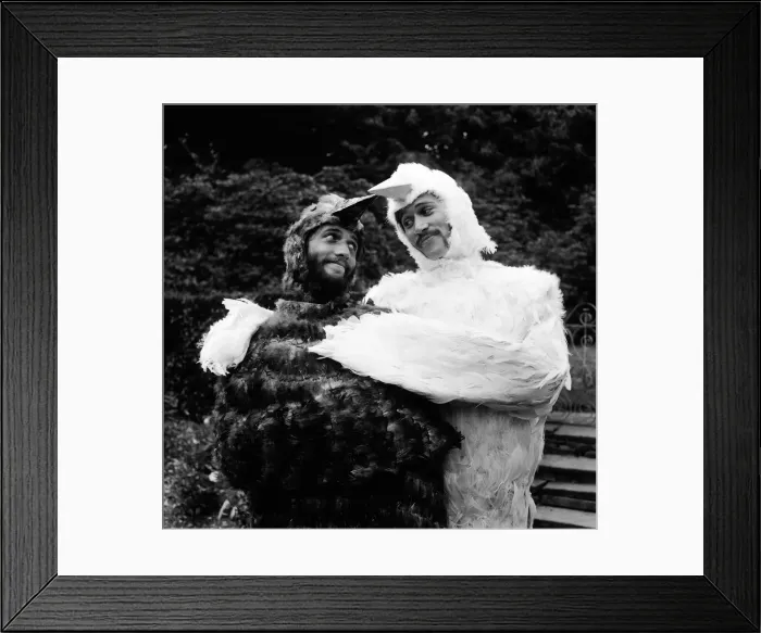 Framed Print : Bee Gee brothers Barry & Maurice Gibb dress up as birds for a scene in their upcoming tv Framed Print : Bee Gee brothers Barry & Maurice Gibb dress up as birds for a scene in their upcoming tv