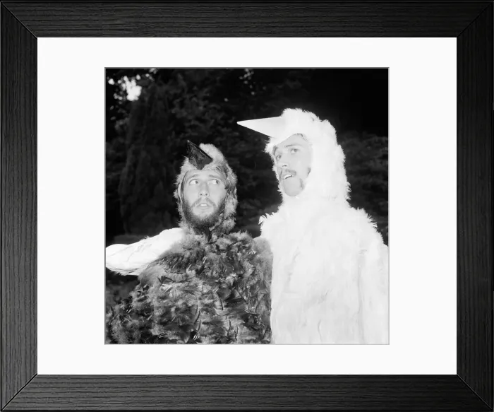 Framed Print : Bee Gee brothers Barry & Maurice Gibb dress up as birds for a scene in their upcoming tv Framed Print : Bee Gee brothers Barry & Maurice Gibb dress up as birds for a scene in their upcoming tv