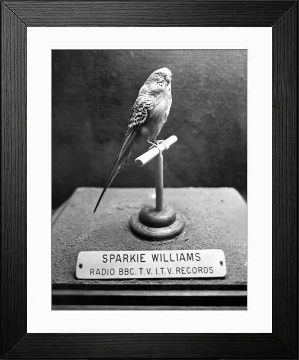 Framed Print : Stuffed budgie Sparkie Williams at Newcastles Hancock Museum Framed Print : Stuffed budgie Sparkie Williams at Newcastles Hancock Museum
